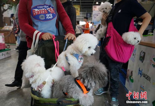 香港宠物节开幕